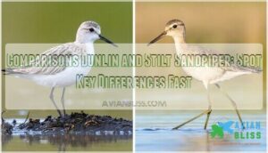comparisons dunlin and stilt sandpiper