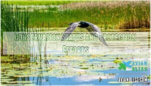 conservation status and protection efforts