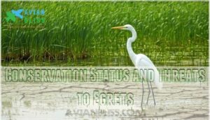 conservation status and threats to egrets