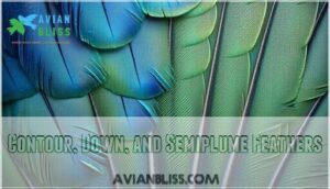 contour, down, and semiplume feathers contour, down, and semiplume feathers