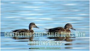 contrasting stiff-tailed ducks with dabbling ducks