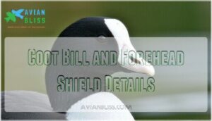 coot bill and forehead shield details