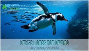 dense bones for diving