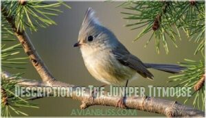 description of the juniper titmouse
