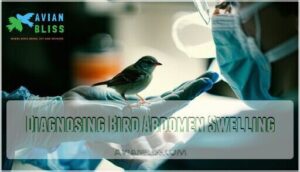 diagnosing bird abdomen swelling