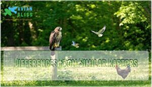 differences from similar raptors