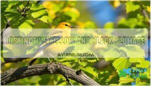 distinctive yellow and black plumage