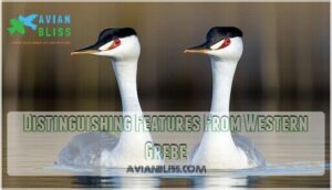 distinguishing features from western grebe
