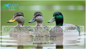 distinguishing from mallard and black duck