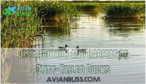 distribution and habitat of stiff-tailed ducks