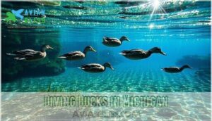 diving ducks in michigan