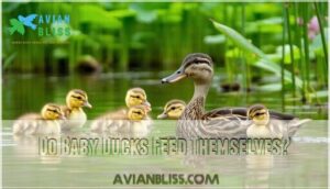 do baby ducks feed themselves