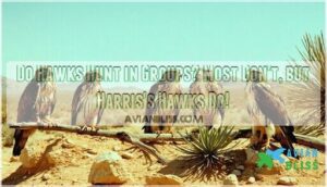 do hawks hunt in groups