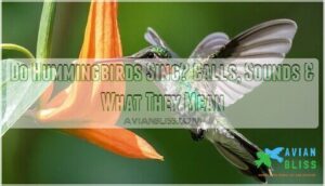 do hummingbirds sing