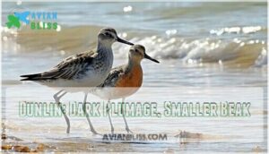 dunlin: dark plumage, smaller beak