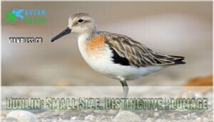 dunlin: small size, distinctive plumage