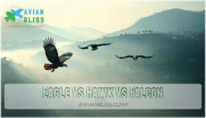 eagle vs hawk vs falcon