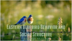 eastern bluebird behavior and social structure