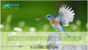 eastern bluebird diet and foraging