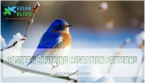 eastern bluebird migration patterns