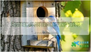 eastern bluebird nesting trees