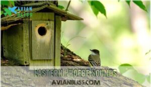eastern phoebe sounds