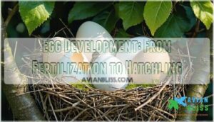 egg development: from fertilization to hatchling