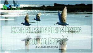 examples of birds using ground effect