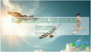 falcons, kestrels, and caracaras explained