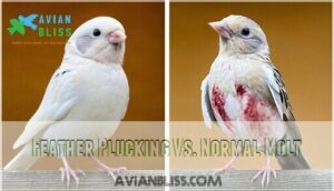 feather plucking vs. normal molt feather plucking vs. normal molt