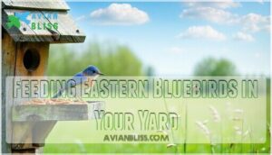 feeding eastern bluebirds in your yard