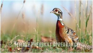 female pheasant appearance
