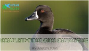 female white-winged scoter characteristics