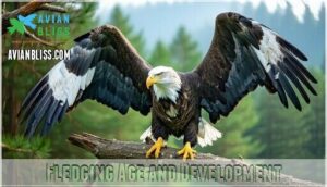 fledging age and development
