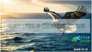 flight muscles and energy storage flight muscles and energy storage
