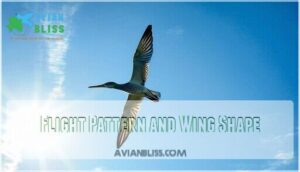 flight pattern and wing shape