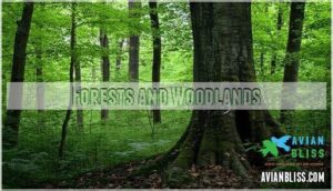 forests and woodlands
