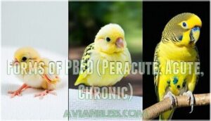 forms of pbfd (peracute, acute, chronic)