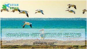 geographic distribution of pelicans