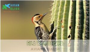 gila woodpecker