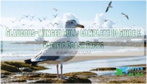 glaucous winged gull