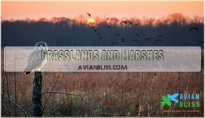 grasslands and marshes