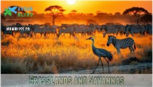 grasslands and savannas