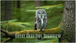 great gray owl overview