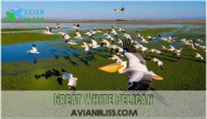 great white pelican