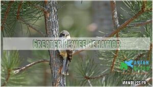 greater pewee behavior