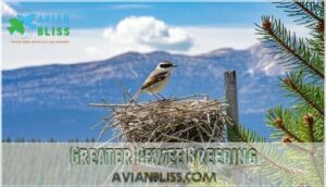 greater pewee breeding