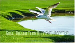 gull-billed tern diet and foraging