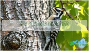 hairy woodpecker size