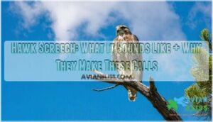hawk screech
